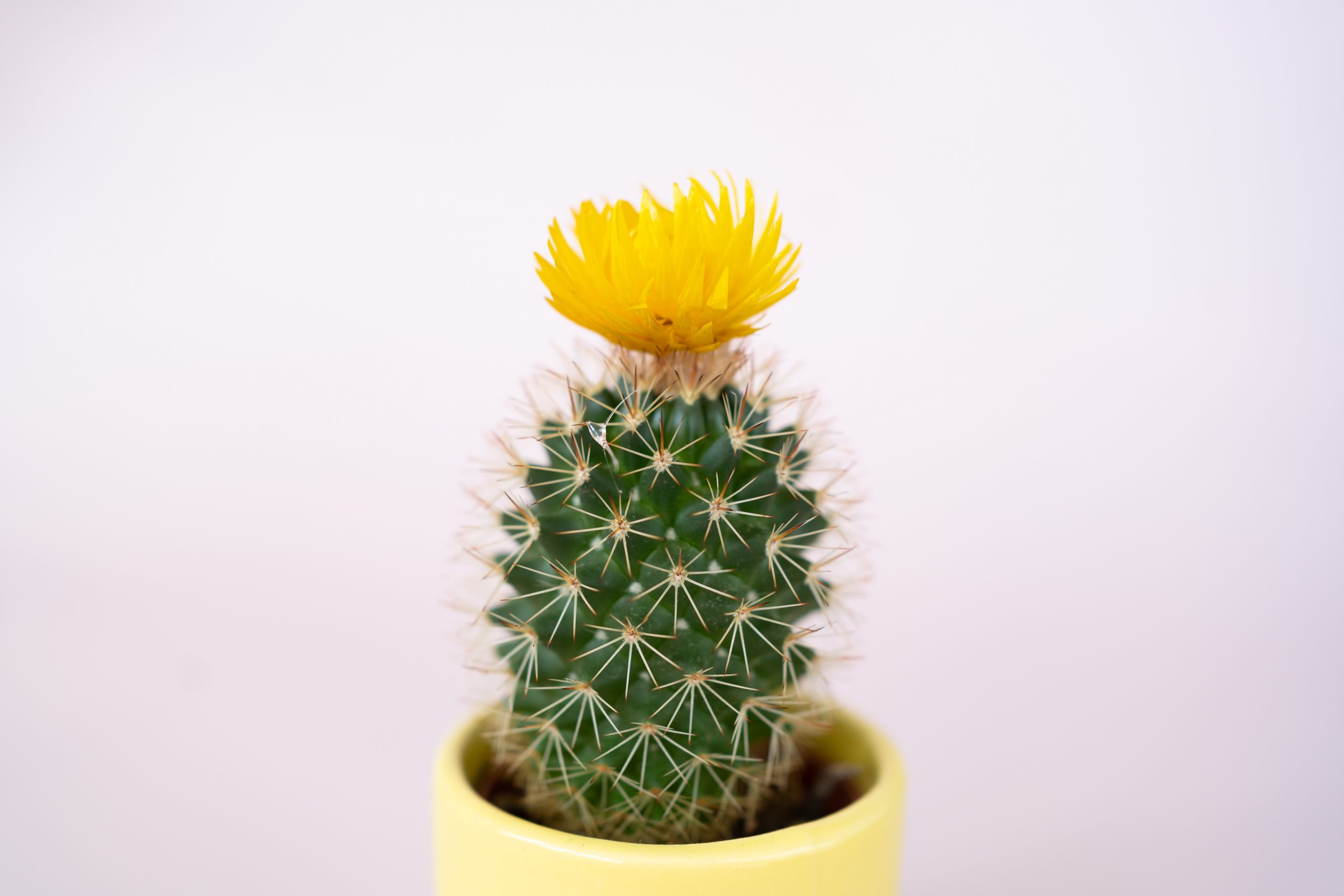 styled stock photography yellow flowered cactus